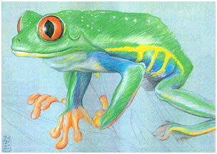 Frog 